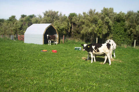 Upland Paddock Shelter