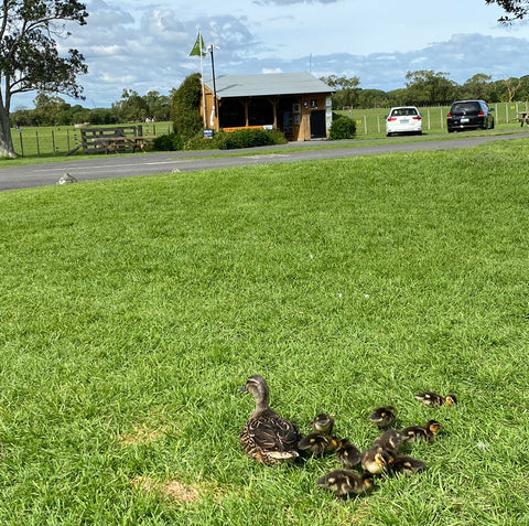 Ducklings at Ambury Farm Park
