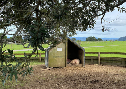 Pig Hut at Ambury Farm Park