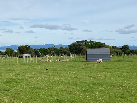 Sheep Paddock Shelter at Ambury Park