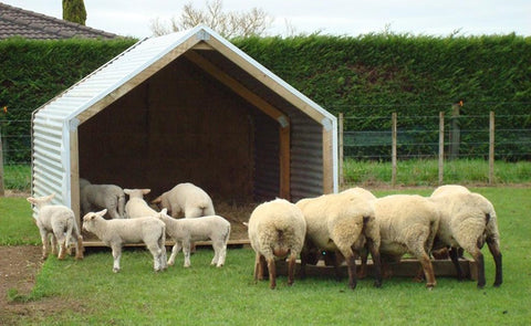 do-sheep-need-shelter-from-cold-and-rain