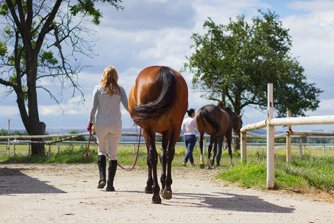 Horse Safety - Leading a horse with a lead rope