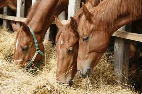 Horses eating hay