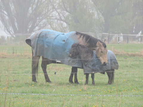 Horses in the rain