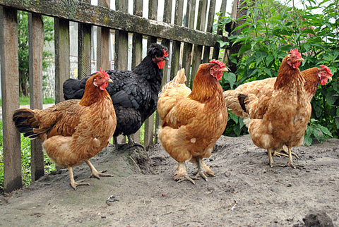 Chickens by a fence | Outpost Buildings