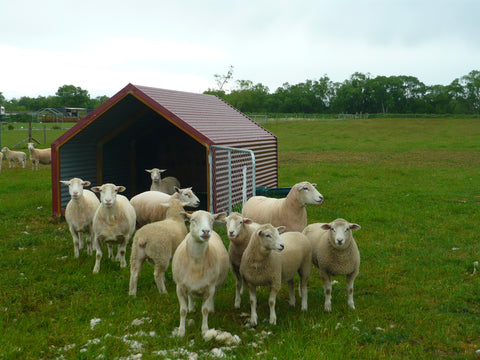 outpost-sheep-in-front-of-paddock-shelter