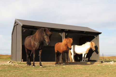 Ponies with Outpost Paddock Shelter