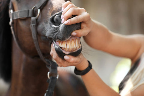 Vet checking horses teeth