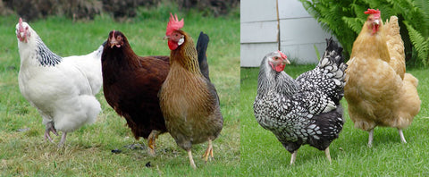 Some of the many chicken breeds in New Zealand