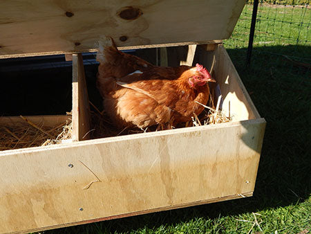Chicken sitting in her nest box