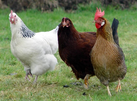 Breeds of chickens - 3 different chickens