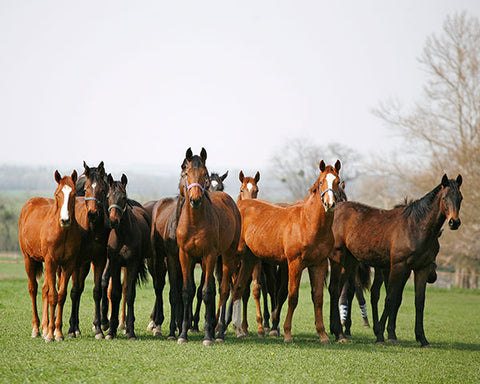 Horses standing in a paddock