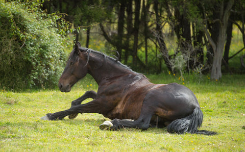 Horse lying down in paddock
