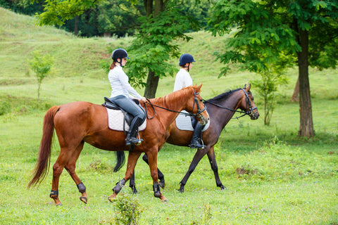 Riding horses in a paddock