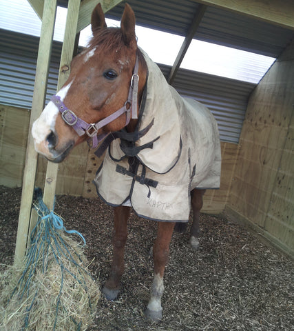 Horse in stall with clean bedding