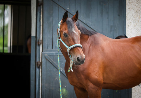 Horse in front of stable