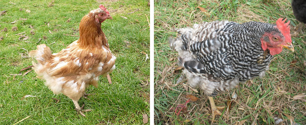 Moulting Chickens