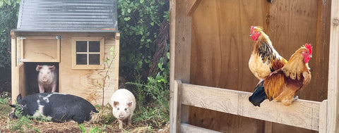 Pigs playhouse and chickens at HUHA