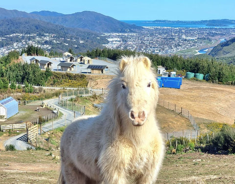 Pony at HUHA in Wellington