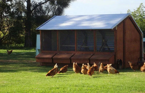 Large Chicken Coop with Brown Shaver hens