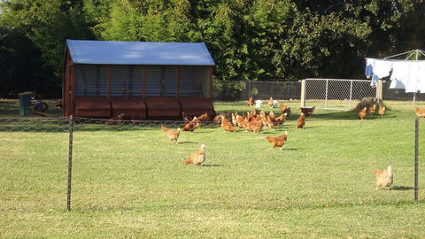 Free range chicken coop