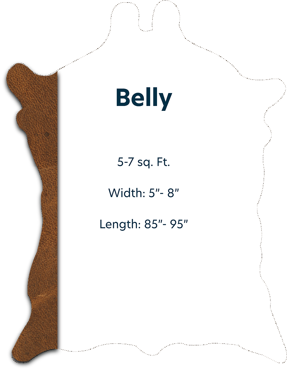Belly with Dimensions
