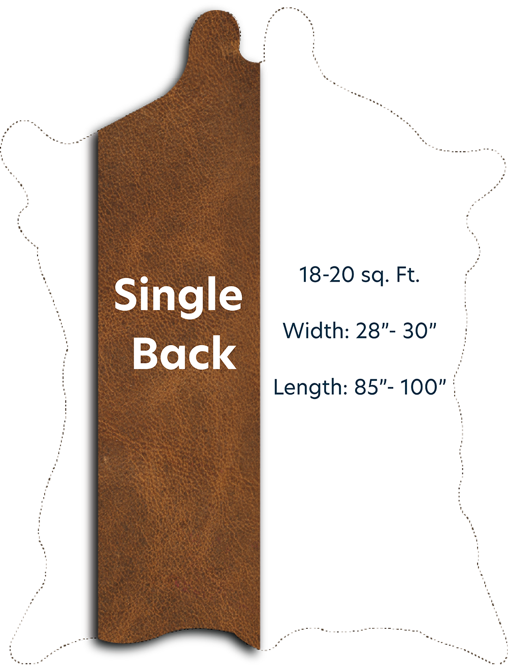 Single Back with Dimensions