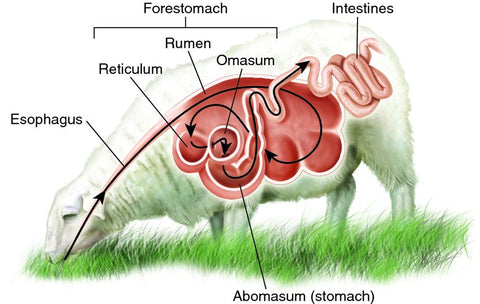 Sheep Digestive System with 4 stomachs labeled.