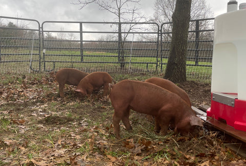 Young Red Wattle hogs being trained to electric fence.