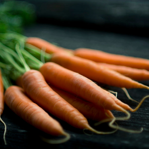 Freshly picked carrots with leaves