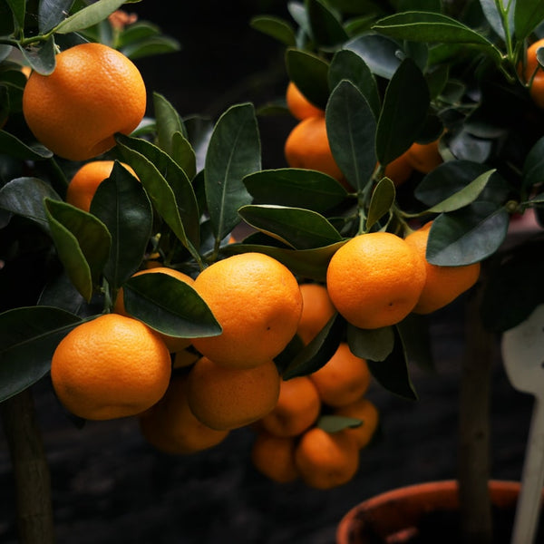 An orange tree