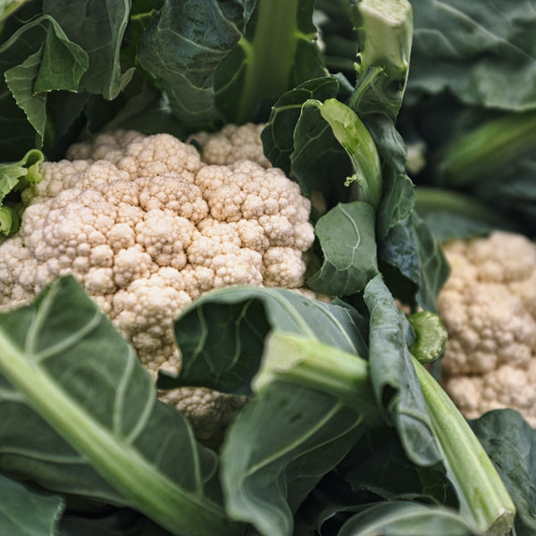 Close-up of cauliflowers withe leaves on