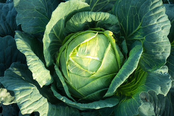 A savoy cabbage