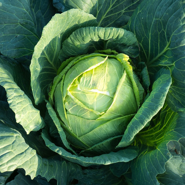 A savoy cabbage