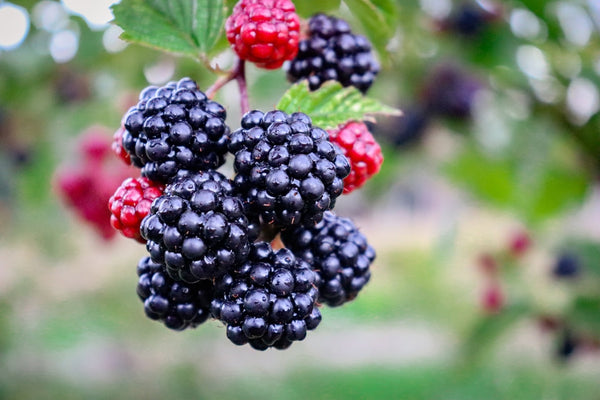 Blackberries reading for picking