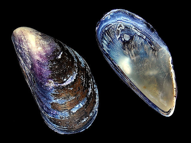 Blue mussel shell - top and bottom halves - shining blue and purple colours with pearlescent inner shell