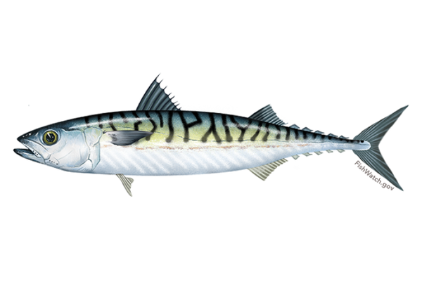 Illustration of an atlantic mackerel