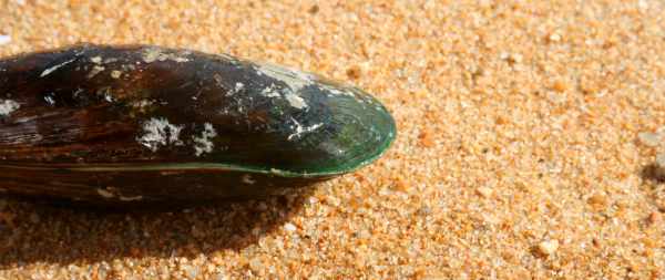 The New Zealand greenlip mussel (Latin name: Perna canaliculus) side view on sand