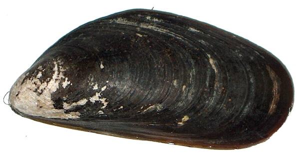 The Chilean mussel (Latin Name: Mytilus chilensis) top view of outside of shell