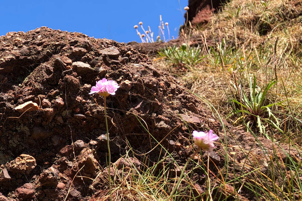 Wild sea pinks growing on the cliffs at Boat Cove, Dawlish