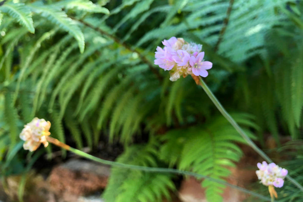 Wild sea pinks have pale pink flowers