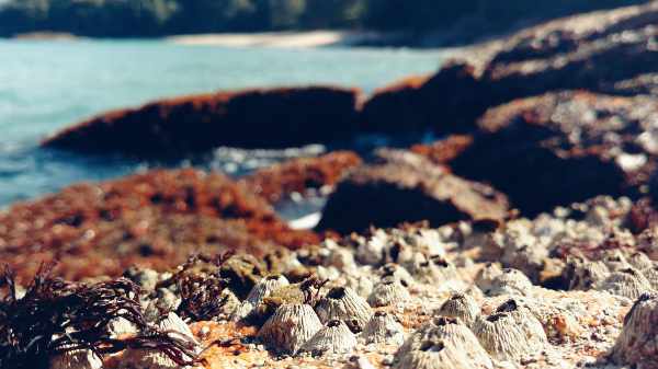 Barnacles growing on rocks with sandy beach in the background