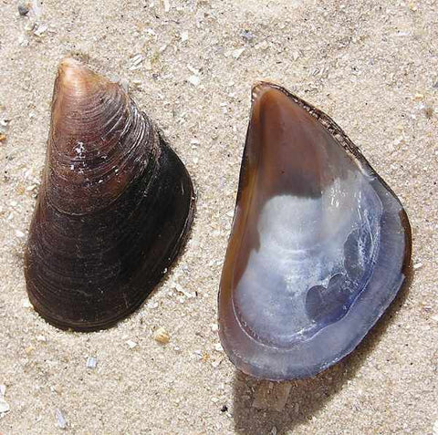 The Mediterranean mussel (Latin name: Mytilus galloprovincialis) top and bottom shell, showing the inside and out on sand