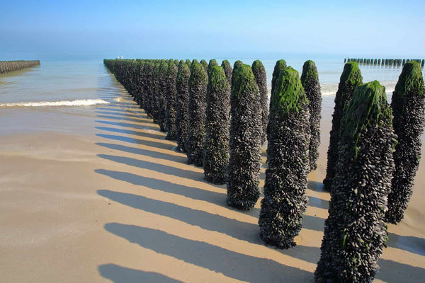 Mussel farm posts in sand - in rows leading out to sea