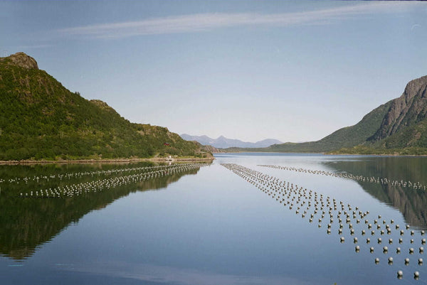 Mussel farm ropes in New Zealand - ropes on still water with mountains in the background