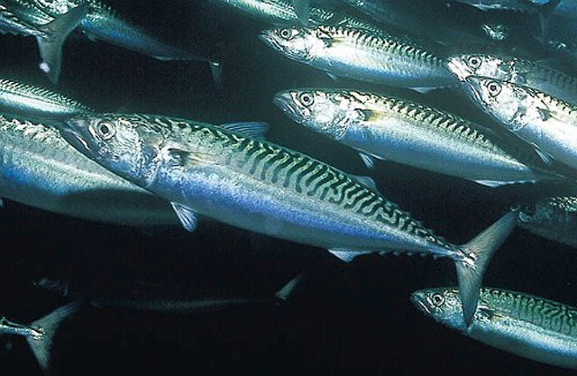 Shoaling atlantic mackerel