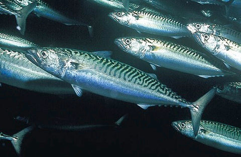 Atlantic mackerel shoal