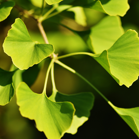 Ginkgo Biloba