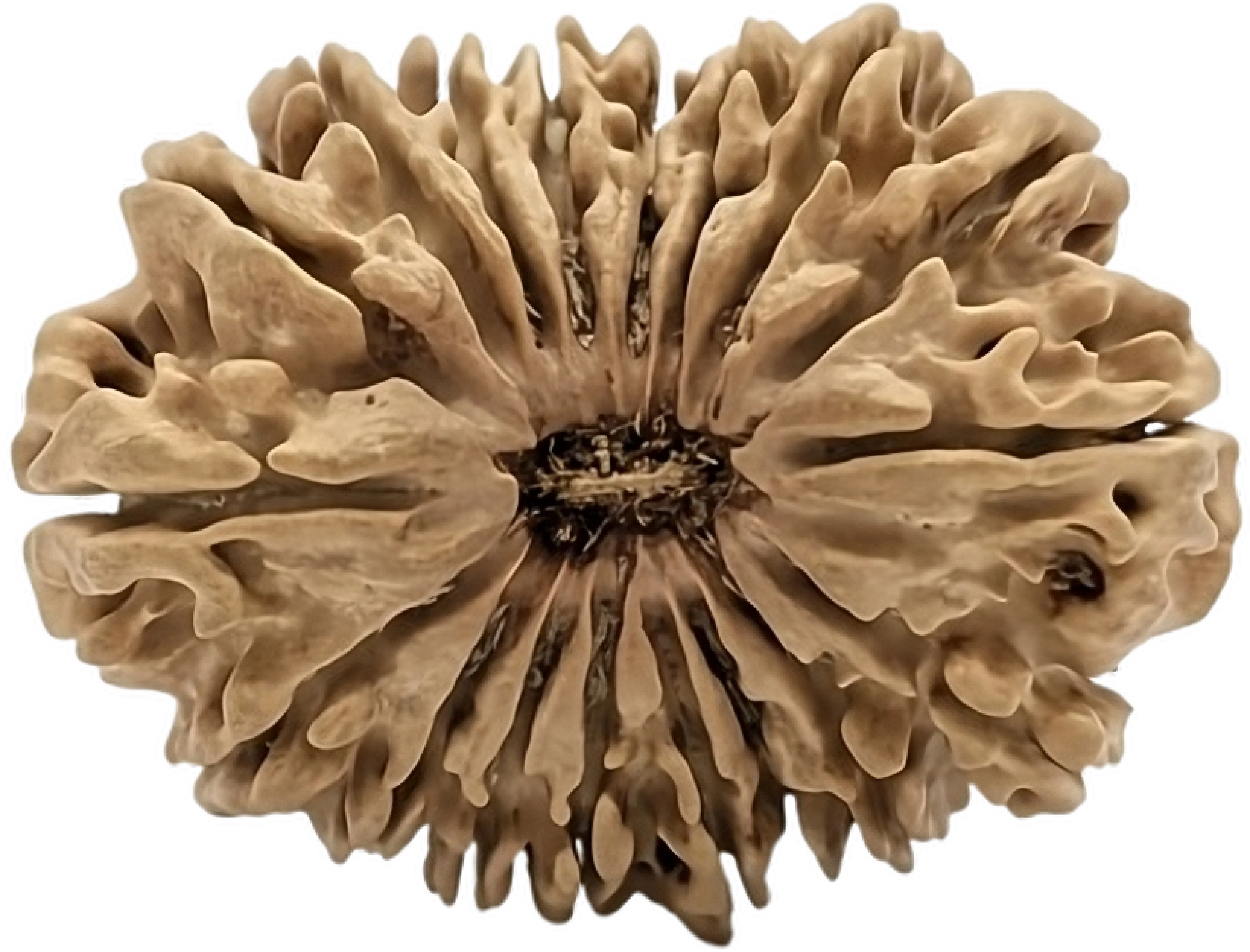 19 Mukhi Rudraksha
