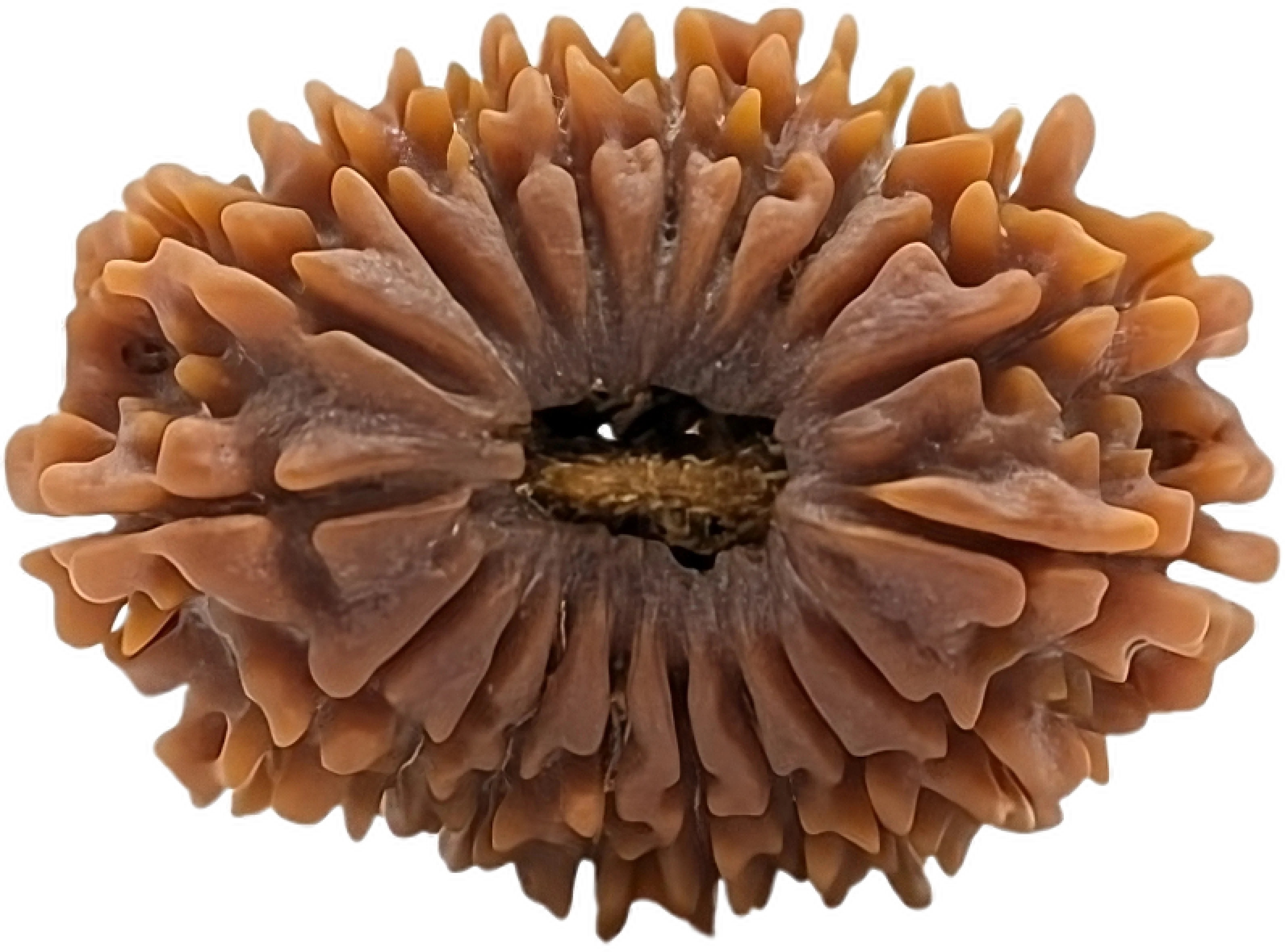 19 Mukhi Rudraksha